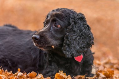Beautiful black young cocker spaniel playing in an autumn landscape with copper dry fallen leaves,Sfanta Ana, Romania