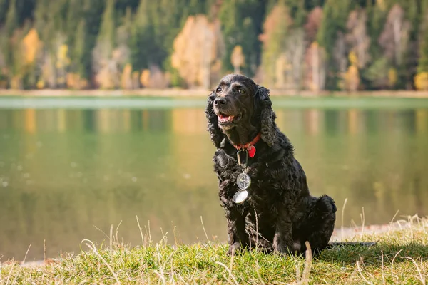 Beautiful black young cocker spaniel playing in a green autumn landscape wearing a compass ,Sfanta Ana, Romania