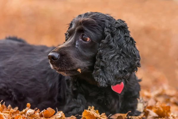 Beautiful Black Young Cocker Spaniel Playing Autumn Landscape Copper Dry — 스톡 사진