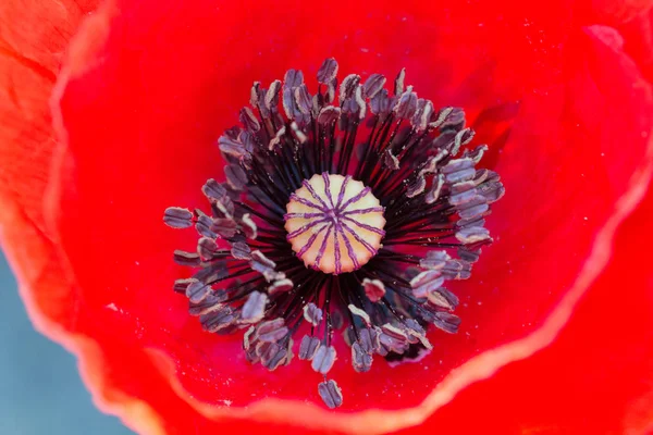 Closeup of a beautiful red poppy with pestle and stamens