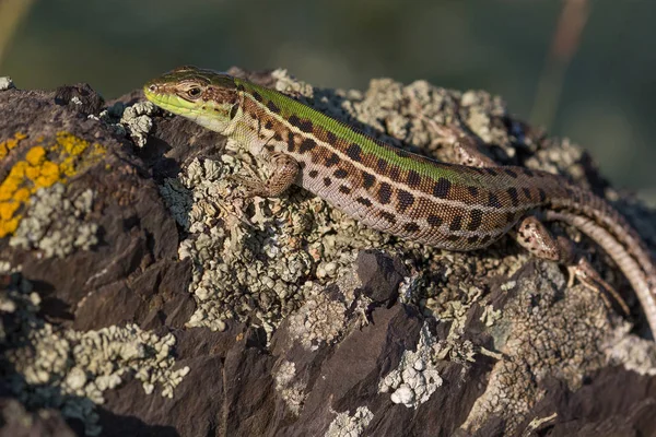 Closeup Beautiful Green Lizard Brown Spots Standing Rock — Stock Photo, Image