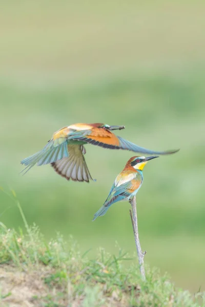 オスが交尾儀式の一環として昆虫を運んでいるのは ヨーロッパの養蜂家のカップル Merops Apiaster — ストック写真