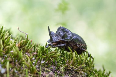 Yeşil arka planda yosun üzerinde duran boynuzlu kara böcek, Oryctes nasicornis