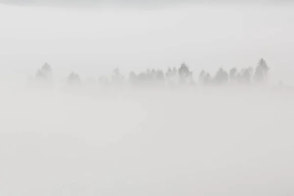 Beyaz Sisin Içinde Ağaç Tepeleri Olan Güzel Minimalist Manzara — Stok fotoğraf