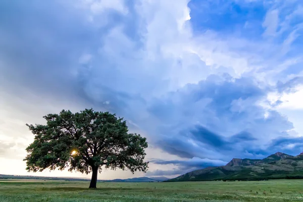 Bela Paisagem Com Uma Árvore Solitária Campo Sol Brilhando Através — Fotografia de Stock