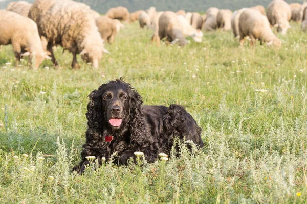 Gyönyörű Fekete Cocker Spániel Áll Füvön Egy Mezőn Keresztül Juhok — Stock Fotó