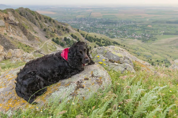 罗马尼亚多布罗加 一个美丽的黑色小猎犬 红色的头巾矗立在美丽风景之上的岩石上 — 图库照片