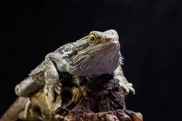 Nahaufnahme Einer Schönen Eidechse Agames Reptil Das Auf Einem Holzstamm — Stockfoto