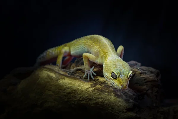 Nahaufnahme Eines Gelben Gecko Reptils Das Auf Einem Holzstamm Steht — Stockfoto