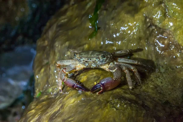 Nahaufnahme Einer Marmorierten Felsenkrabbe Pachygrapsus Marmoratus Die Auf Einem Felsen — Stockfoto