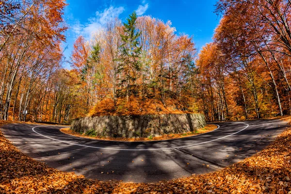 Hermosa Vista Ojo Pez Bosque Con Árboles Follaje Hojas Otoño — Foto de Stock