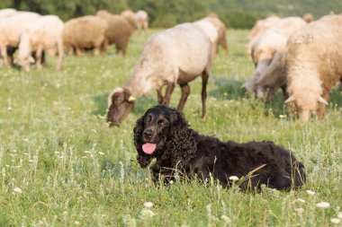 Romanya 'nın Dobrogea kentindeki bir koyun tarlasında çimlerin üzerinde duran güzel siyah cocker spaniel