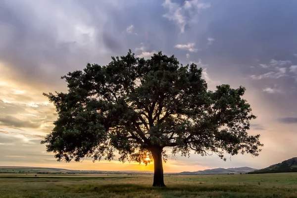Закат Одиноким Деревом Поле Заходящее Солнце Сияющее Сквозь Ветки Облака — стоковое фото