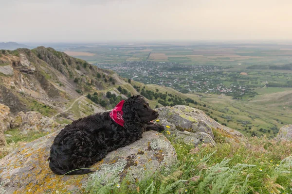 罗马尼亚多布罗加 一个美丽的黑色小猎犬 红色的头巾矗立在美丽风景之上的岩石上 — 图库照片