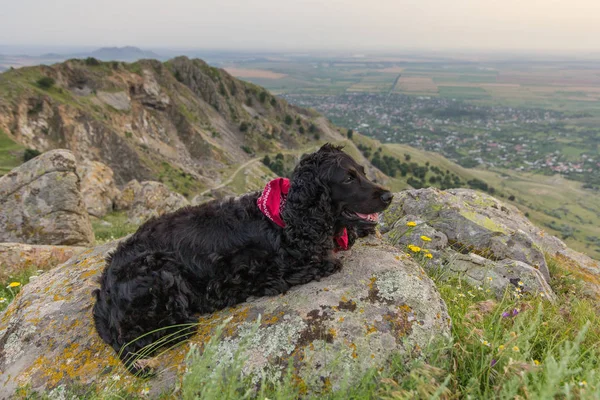 Hermoso Gallo Negro Spaniel Con Pañuelo Rojo Pie Sobre Las —  Fotos de Stock