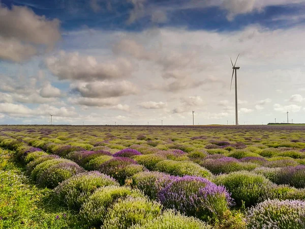 Beautiful Dramatic Stormy Sky White Clouds Field Lavender Wind Turbines — 图库照片