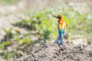 European Bee-eater, Merops apiaster, beautiful bird sitting on the ground