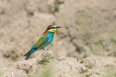 European Bee-eater, Merops apiaster, beautiful bird sitting on the ground