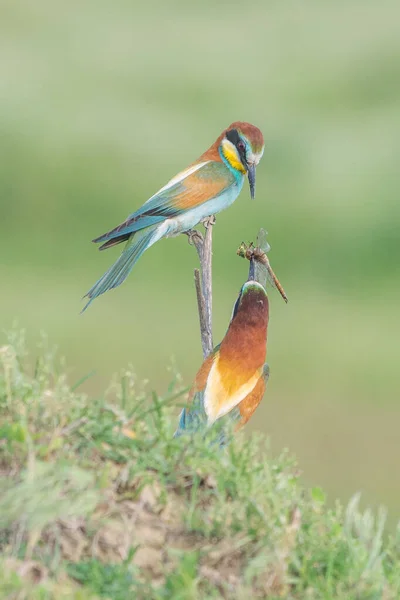 Beautiful Colorful Enamoured Couple Bee Eaters Sitting Twig Merops Apiaster — ストック写真