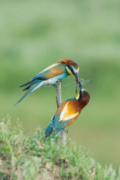 Beautiful colorful enamoured couple of bee-eaters sitting on a twig, Merops apiaster, the male is bringing an insect as part of the mating ritual