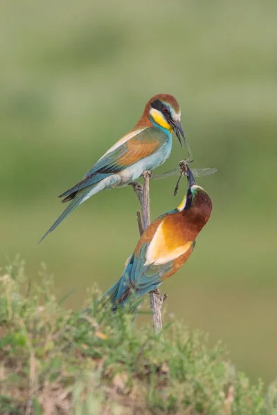 Beautiful Colorful Enamoured Couple Bee Eaters Sitting Twig Merops Apiaster — ストック写真