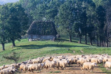 Beautiful landscape in the morning light with an old house, sheep and trees, Dumesti, Alba County, Romania