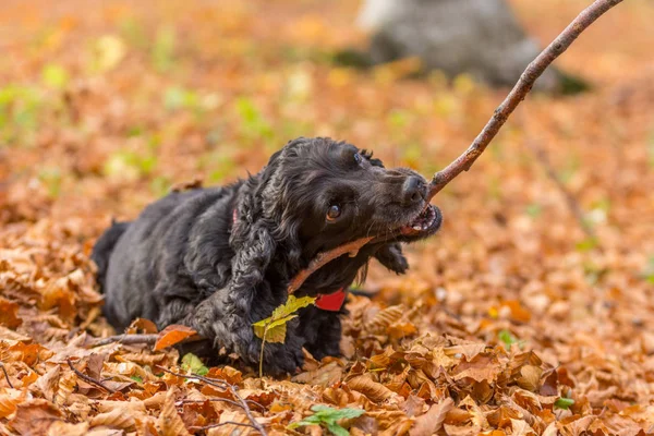 Beautiful Black Young Cocker Spaniel Playing Autumn Landscape Copper Dry — Stock Photo, Image
