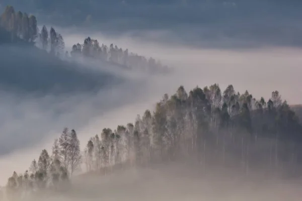 Schöne Berglandschaft Eines Nebligen Morgens Mit Bäumen Dumesti Alba County — Stockfoto