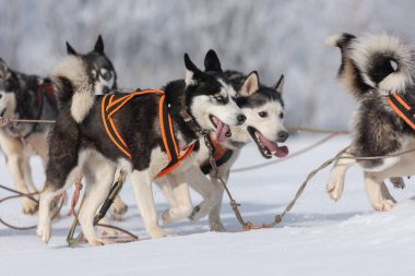 A pack of siberian huskies and malamuts participating in the dog racing contest