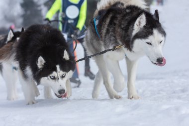 A pack of siberian huskies and malamuts participating in the dog racing contest