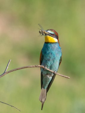 European Bee-eater, beautiful colored bird sitting on a twig, Merops apiaster, Dobrogea, Romania