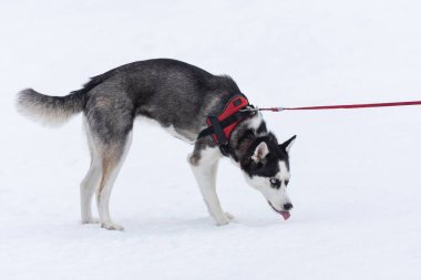 Beautiful siberian husky malamut dog playing in the snow, Tusnad, Romania