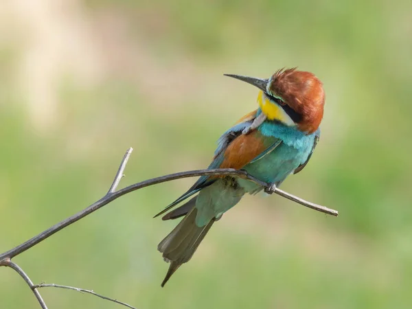 European Bee-eater, beautiful colored bird sitting on a twig — ストック写真