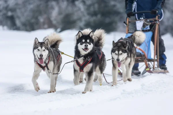 stock image A pack of siberian huskies and malamuts participating in the dog racing contest