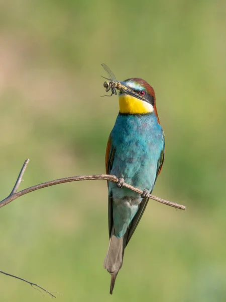 European Bee Eater Beautiful Colored Bird Sitting Twig Merops Apiaster — ストック写真