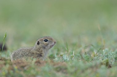 Cute European ground squirrel standing and watching on a field of green grass,Spermophilus citellus