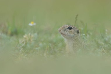 Cute European ground squirrel standing and watching on a field of green grass,Spermophilus citellus