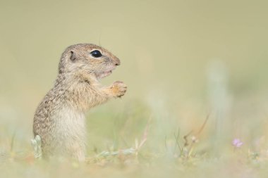 Cute European ground squirrel standing and watching on a field of green grass,Spermophilus citellus