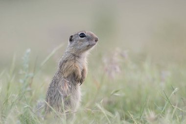 Cute European ground squirrel standing and watching on a field of green grass,Spermophilus citellus