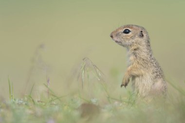 Cute European ground squirrel standing and watching on a field of green grass,Spermophilus citellus