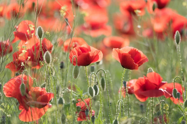 Beautiful green field with red poppies in the summer time, Dobrogea, Romania