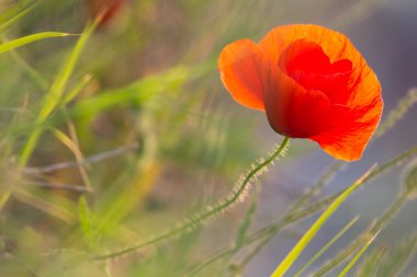 Closeup of a beautiful red poppy in a wheat green field in the summer, Dobrogea,Romania