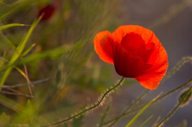 Closeup of a beautiful red poppy in a wheat green field in the summer, Dobrogea,Romania
