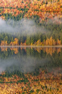 Sis içindeki altın ve bakır renkli ağaçlarla güzel sonbahar manzarası, Sfanta Ana Gölü, Harghita, Romanya