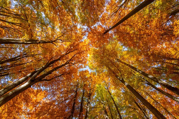 Hermosa Vista Bosque Con Árboles Follaje Hojas Otoño Sfanta Ana — Foto de Stock