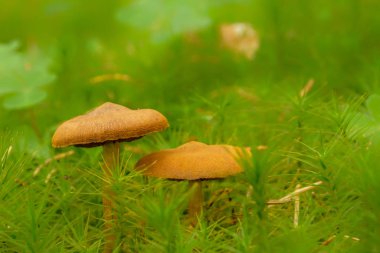 Yeşil arka planda güzel bir mantar, Sfanta Ana, Harghita, Romanya