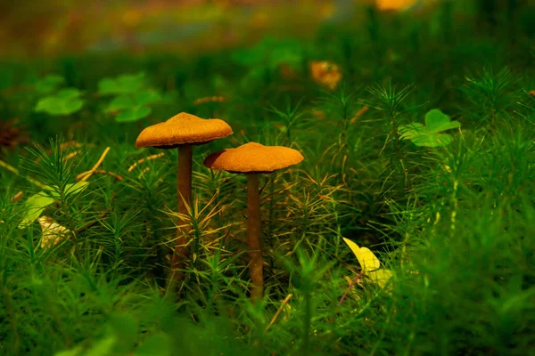 Beautiful Mushroom Grass Green Background Sfanta Ana Harghita Romania — Stock Photo, Image