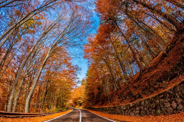 Hermosa Vista Bosque Con Árboles Follaje Hojas Otoño Camino Sfanta — Foto de Stock