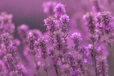 Close up of a beautiful lavander field in the summer time, Gorun, Bulgaria