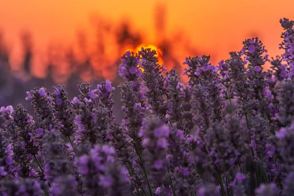 Bela Luz Pôr Sol Sobre Campo Mais Selvagem Verão Gorun — Fotografia de Stock